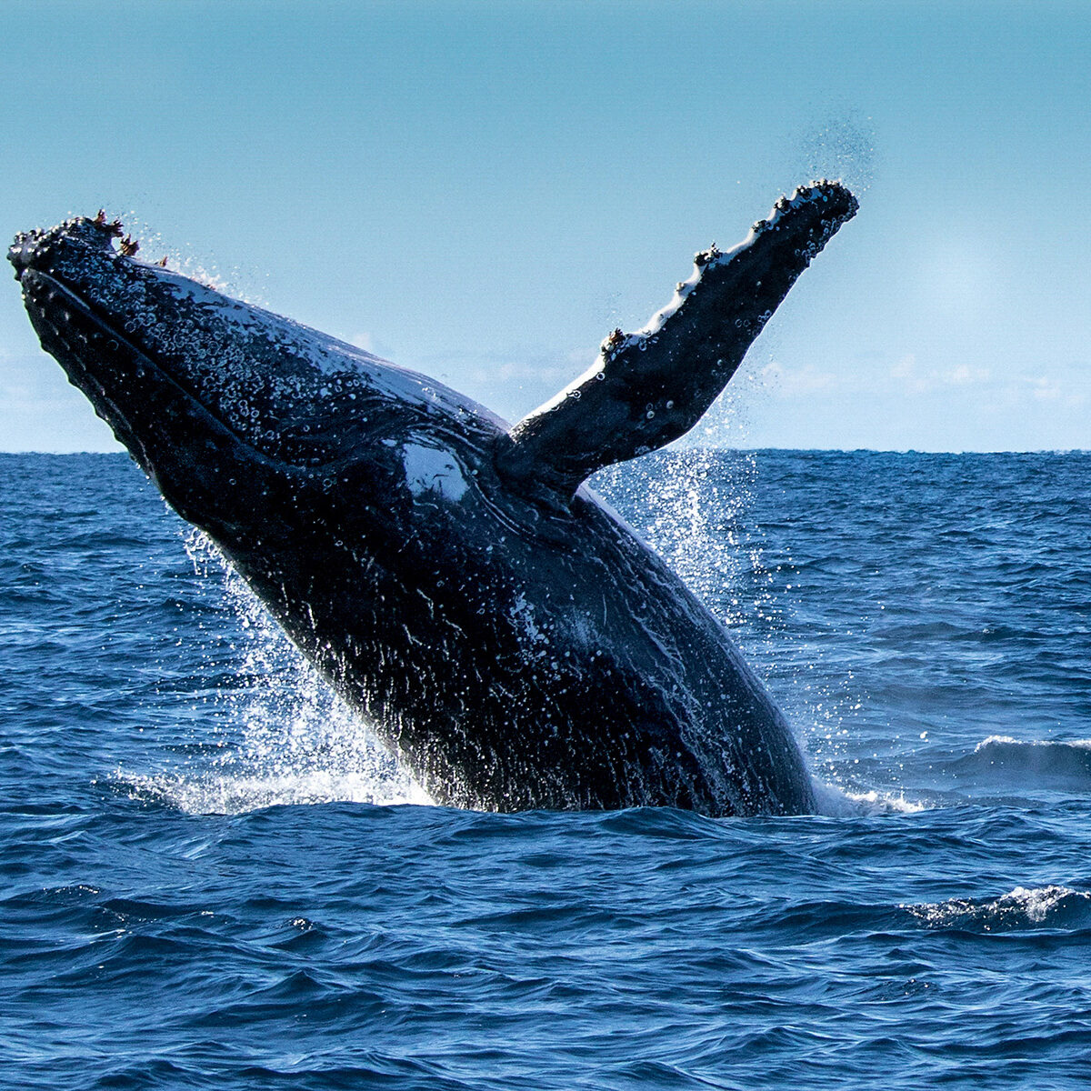 WHALE_WATCHING_CHACALA